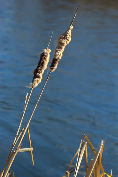 Rohrkolben Typha Latifolia Neben Fluss Nahaufnahme Von Blühenden Rohrkolben Während — Stockfoto
