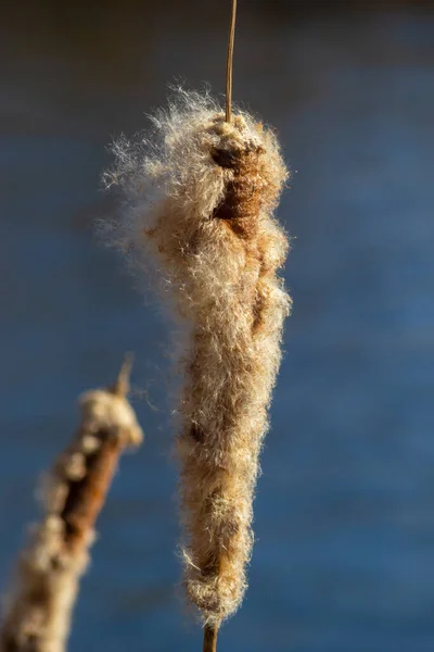 stock image Cattails bulrush Typha latifolia beside river. Closeup of blooming cattails during early spring snowy background. Flowers and seed heads of fluffy cattail.