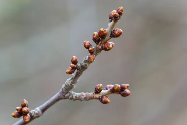 在早春的大地上的树枝上发芽的芽 一缕枝条在朦胧的背景上 初春的绿叶 — 图库照片