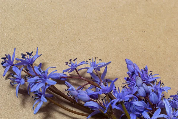 Fleurs Bleues Printanières Scilla Bifolia Sur Fond Vieux Papier Jaune — Photo