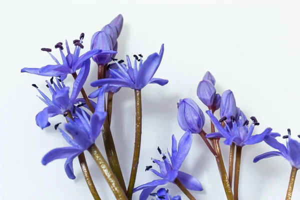 Прекрасна Блакитна Квітка Сніжинка Scilla Bifolia Альпійська Білка Дволистовий Білок — стокове фото