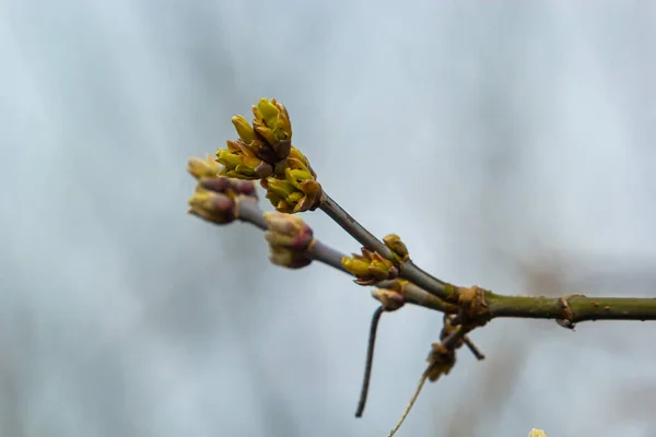 budding buds on a tree branch in early spring macro. Early spring, a twig on a blurred background. The first spring greens.