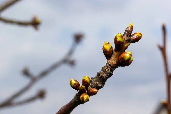 在早春的大地上的树枝上发芽的芽 一缕枝条在朦胧的背景上 初春的绿叶 — 图库照片
