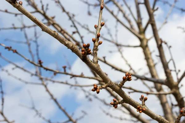 Budding Buds Tree Branch Early Spring Macro Early Spring Twig — Stock Photo, Image