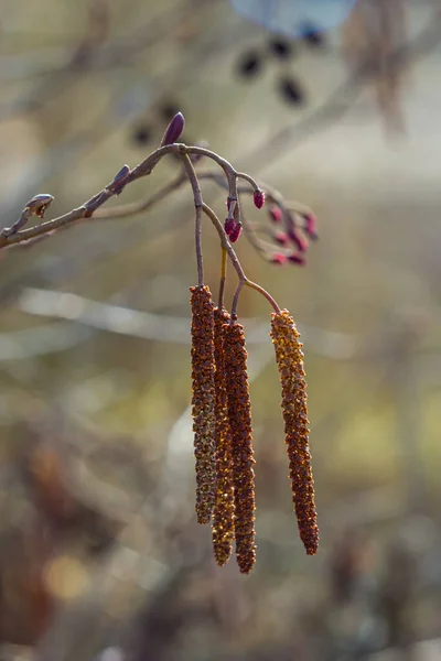 Small branch of black alder Alnus glutinosa with male catkins and female red flowers. Blooming alder in spring beautiful natural background with clear earrings and blurred background.