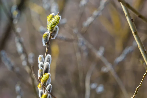 Pussy Willow Waterside Early Spring Blur Background Sunny Day Symbol — Foto de Stock