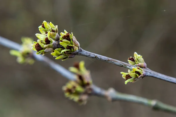 Бутони Гілці Дерева Початку Весняного Макросу Рання Весна Гілка Розмитому — стокове фото