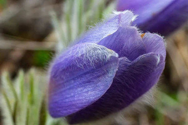 Pulsatilla Slavica Flor Primavera Bosque Una Hermosa Planta Esponjosa Púrpura — Foto de Stock