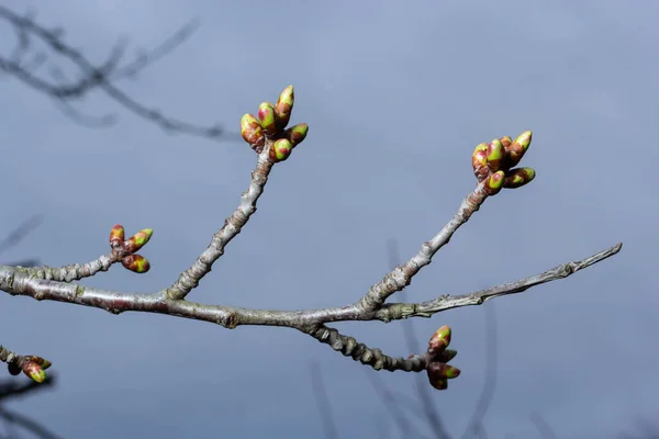 budding buds on a tree branch in early spring macro. Early spring, a twig on a blurred background. The first spring greens.