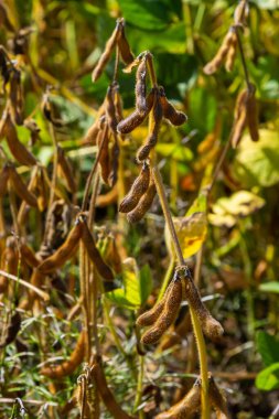 Soya fasulyesi makrosu. Soya fasulyesi hasadı, tarım baklagilleri. Soya fasulyesi tarlası - kuru soya kabuğu.