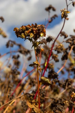 Ripe buckwheat plants on the field. Selective focus. Shallow depth of field.