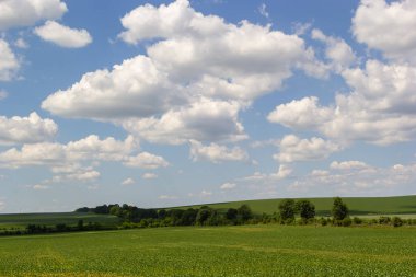 Tepedeki yeşil tarlaları ve ormanı olan yaz manzarası.