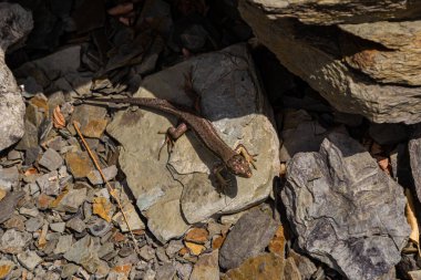 Lacerta agilis, kum kertenkelesi, güneşli bir yaz gününde.