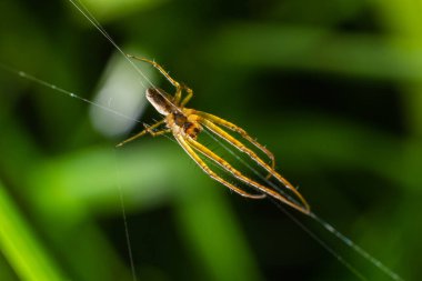 Tetragnatha extensa, Kuzey Yarımküre 'de bulunan bir örümcek türü. 11 mm uzunluğunda, uzun bir gövdesi vardır ve alarm verildiğinde düz bir duruş alır..