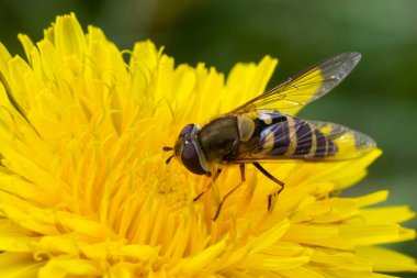 Marmelat Hoverfly Episyrphus balteatus ayırt edici turuncu siyah desen, sarı çiçek üzerinde dinleniyor, yeşil arkaplan.