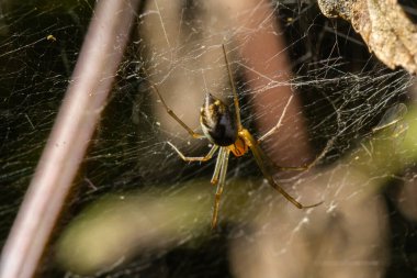 Neriene peltata, Linyphiidae familyasından bir örümcek türü..