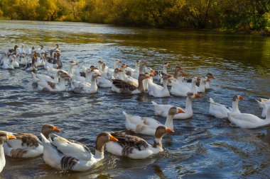 Evcil kazlar nehirde yüzer. Sıcak ve güneşli bir yaz gününde nehirde bir kaz sürüsü..