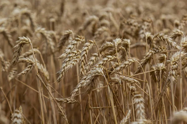 Rural Scenery Background Ripening Ears Wheat Field Sunlight Crops Field — Stock Photo, Image