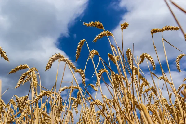 Arkaplan Bulutlu Gökyüzünde Hasat Dönemindeki Tarla Buğdayı — Stok fotoğraf