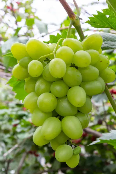 Ripe Grapes Grow Bushes Bunch Grapes Harvest — Stock fotografie