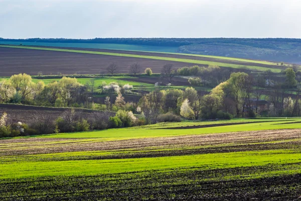 Beautiful Spring Landscape Agricultural Field Freshly Cultivated Soil Trees Plowed — Photo