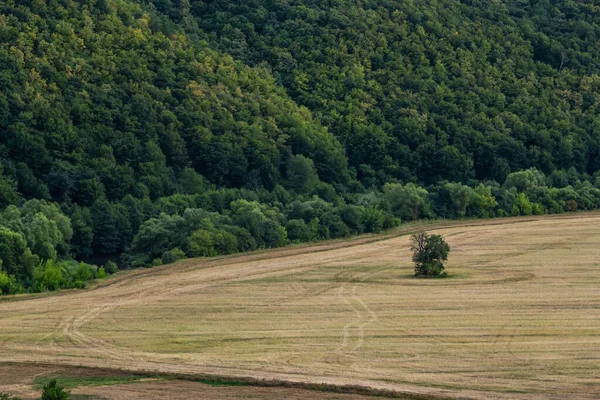農業ローリング春の秋の風景 茶色と黄色の自然景観 畑や木を耕す Unreal Abstract Powed Field — ストック写真
