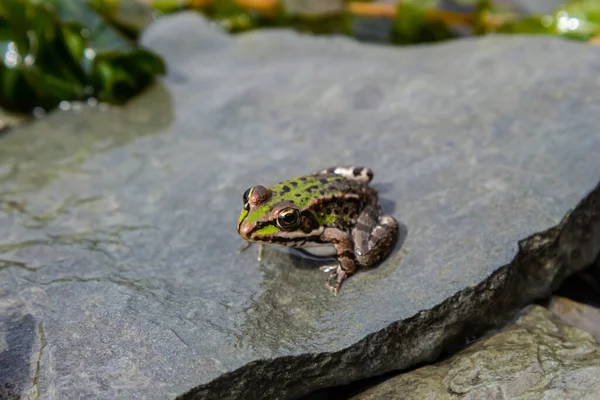Ein Grüner Frosch Lithobates Clamitans Ruht Sommer Wasser Flussufer — Stockfoto