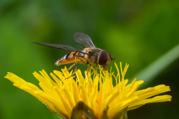 Marmelade Hoverfly Episyrphus Balteatus Posou Sobre Uma Flor Amarela — Fotografia de Stock