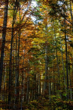Karpat ormanlarının uzun ağaçları, Karpatlar 'da doğa rezervi, Ukrayna ormanları ve rezervleri. Ormanda sonbahar manzarası.