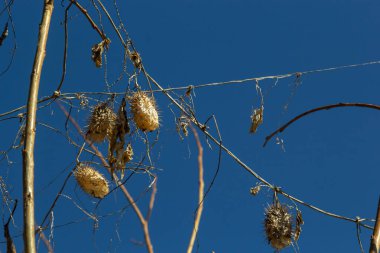 Kışın kuru dikenli lob Echinocystis lobata. Kuru meyveler ve tohumlar kış boyunca çalıların dallarında asılı..