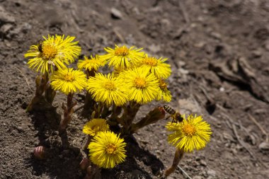 Tussilago farfara, papatya familyasından Asteraceae familyasına ait bir bitki türü. Güneşli bir bahar gününde bir bitkinin çiçekleri.