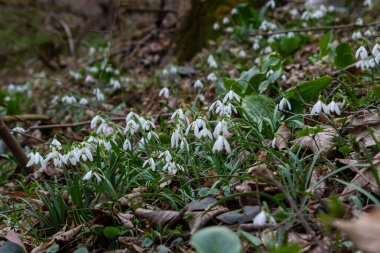 Beyaz kardelen çiçekleri kapanıyor. Galanthus çiçekleri, baharın başlarında, yeşil arka planda güneş tarafından aydınlatılan bulanık bir çiçek. Amaryllidaceae familyasındaki Galanthus nivalis ampul, daimi bitkisi..