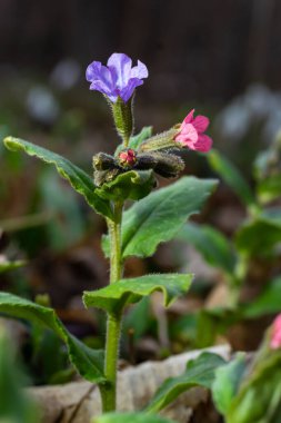 Close-up of blooming flowers Pulmonaria mollis in sunny spring day, selective focus .closeup detail of meadow flower - wild healing herb - Pulmonaria mollis.