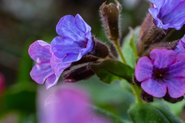 Close-up of blooming flowers Pulmonaria mollis in sunny spring day, selective focus .closeup detail of meadow flower - wild healing herb - Pulmonaria mollis.