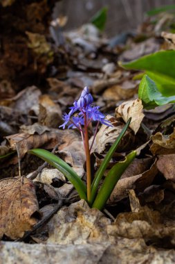 Scilla bifolia, Asparagaceae familyasından uzun ömürlü bir bitki türü. Erken dönem çiçekli bitki Scilla bifolia 'nın sanat fotoğrafı..