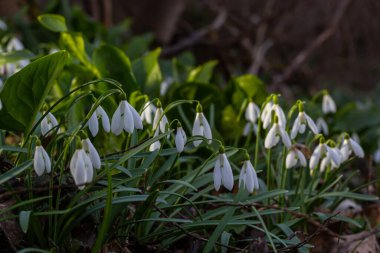Beyaz kardelen çiçekleri kapanıyor. Galanthus çiçekleri, baharın başlarında, yeşil arka planda güneş tarafından aydınlatılan bulanık bir çiçek. Amaryllidaceae familyasındaki Galanthus nivalis ampul, daimi bitkisi..