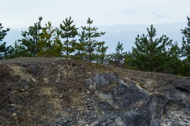 Küçük çam ağacı. Küçük yeşil ladin ormanın arka planında bir taşın üzerinde yetişir. Kozalaklı bitkiler elverişsiz koşullarda filizlenir..