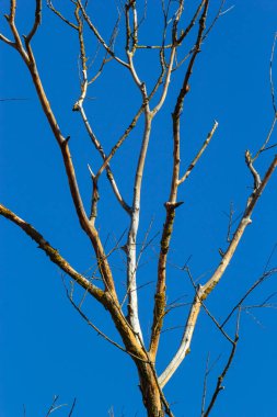 Mavi gökyüzünün arka planında yaprakları olmayan kuru ağaç dalları, bahar zamanı. Çevre koruma kavramı, ekolojik sorunlar.