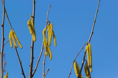 Baharın ilk belirtileri. Hazel, Avrupalı filbert Corylus avellana bahar arifesinde çiçek tomurcukları ve catkins açtı..