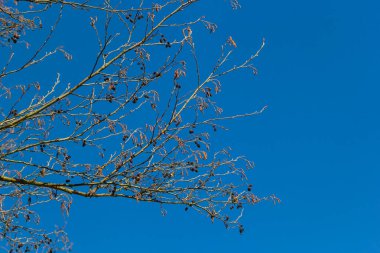 Siyah alnus glutinosa 'nın erkek catkins ve dişi kırmızı çiçekli küçük bir dalı. İlkbaharda çiçek açan kızılağaç. Güzel doğal arka plan. Temiz küpeler ve bulanık arka plan..