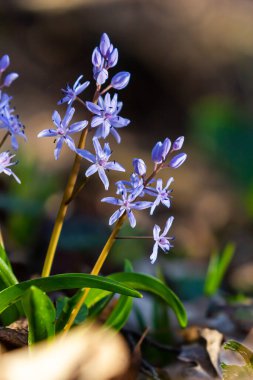Scilla bifolia, Asparagaceae familyasından uzun ömürlü bir bitki türü. Erken dönem çiçekli bitki Scilla bifolia 'nın sanat fotoğrafı..