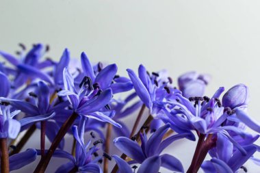 Çiçek tasarımı - Scilla bifolia çiçekli iki yapraklı squill veya alp squill beyaz arka planda izole edilmiş alp squill yazı için boşluk. Bahar dekorasyonu.
