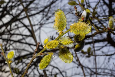 Pussy Willow on the waterside in early spring. Blur background on a sunny day. Symbol of Palm Sunday and Easter.