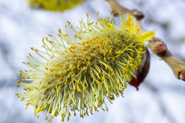 Pussy Willow on the waterside in early spring. Blur background on a sunny day. Symbol of Palm Sunday and Easter.