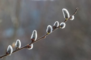 Pussy Willow on the waterside in early spring. Blur background on a sunny day. Symbol of Palm Sunday and Easter.