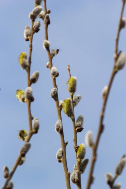 Willow Salix Caprea dalında paltolar, kabarık söğüt çiçekleri. Paskalya. Avuç içi. Keçi Willow Salix Caprea parkta, Willow Salix caprea dalları tomurcuklanıyor.