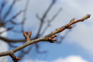 Bahar başında bir ağaç dalında tomurcuklanan tomurcuklar. Baharın başlarında, arka planda bulanık bir dal. İlk bahar yeşillikleri.