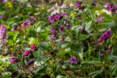 Pulmonarya, akciğer kurdu çiçekleri menekşenin farklı tonlarında tek bir ses tonunda. Ukrayna 'nın bal bitkisi. İlk bahar çiçekleri. Pulmonaria officinalis. Pulmonaria officinalis çiçek açtı.