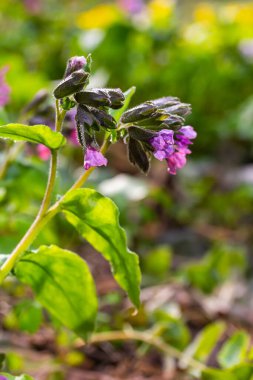 Close-up of blooming flowers Pulmonaria mollis in sunny spring day, selective focus .closeup detail of meadow flower - wild healing herb - Pulmonaria mollis.