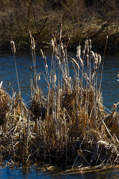 Cattails Bulrush Typha Latifolia Bredvid Floden Närbild Blommande Cattails Tidig — Stockfoto